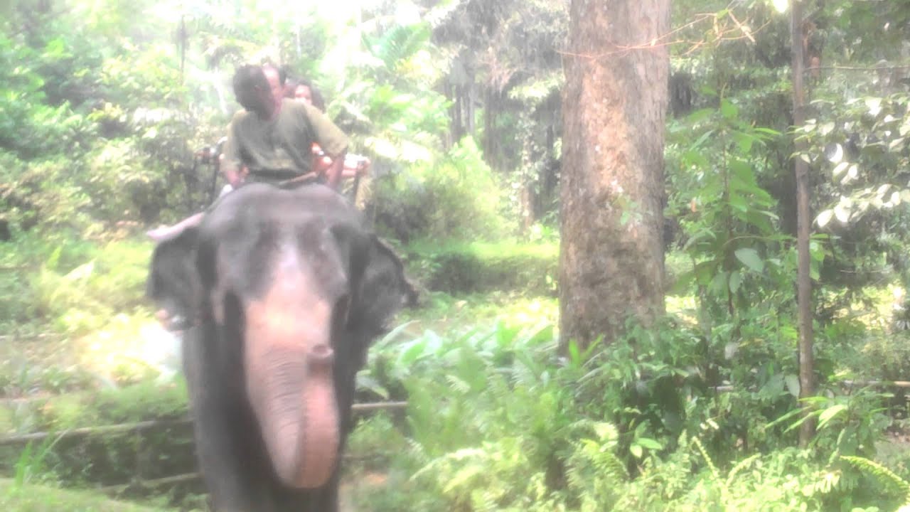 elephant ride at zoo - YouTube