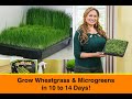 Grow Wheatgrass and Microgreens at Home in 10-14 Days!  Shirley Bovshow