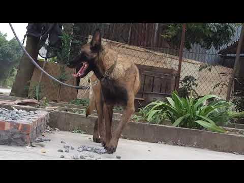 Video Malinois đẹp thuần chủng - youtube