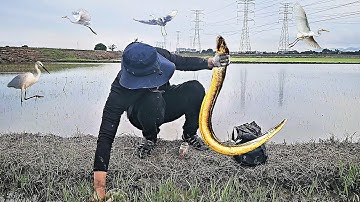 Câu Lươn Đồng Khủng Malaysia 🇲🇾 - Vàng Ươm Như Cá Rồng