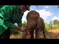 GoPro: Orphan Elephants From Kenya