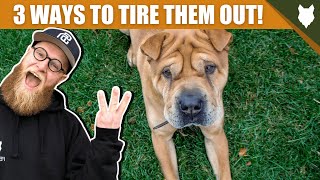3 Tips To Tire Out Your SHAR PEI Puppy