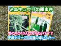 動画で家庭菜園『ミニキュウリの種まき…世の中の10人は知りたい???千成シリーズ3品種の違いとか…』Ｈ30.6.13