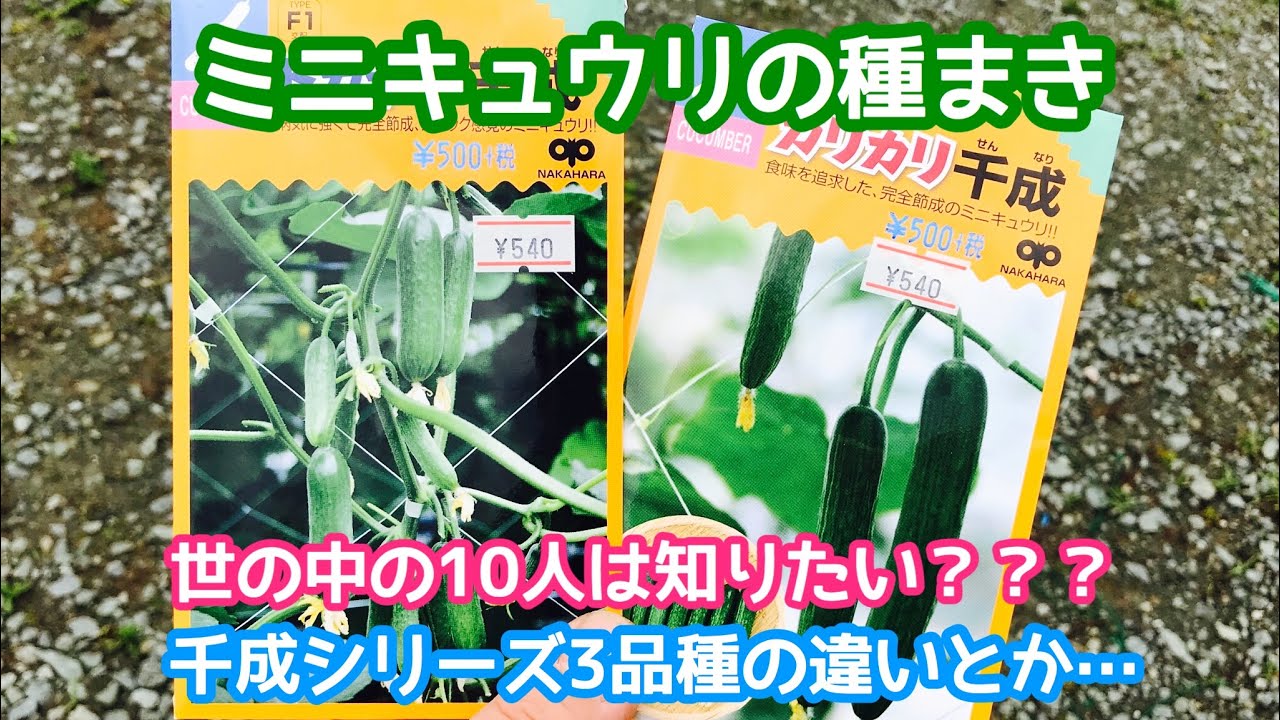 動画で家庭菜園 ミニキュウリの種まき 世の中の10人は知りたい 千成シリーズ3品種の違いとか ｈ30 6 13 Youtube