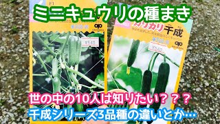 動画で家庭菜園『ミニキュウリの種まき…世の中の10人は知りたい???千成シリーズ3品種の違いとか…』Ｈ30.6.13