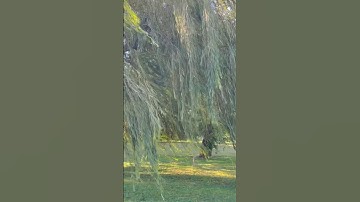 Beautiful weeping willow tree 🌳 #shorts #tree #beautiful #nature #shortvideo