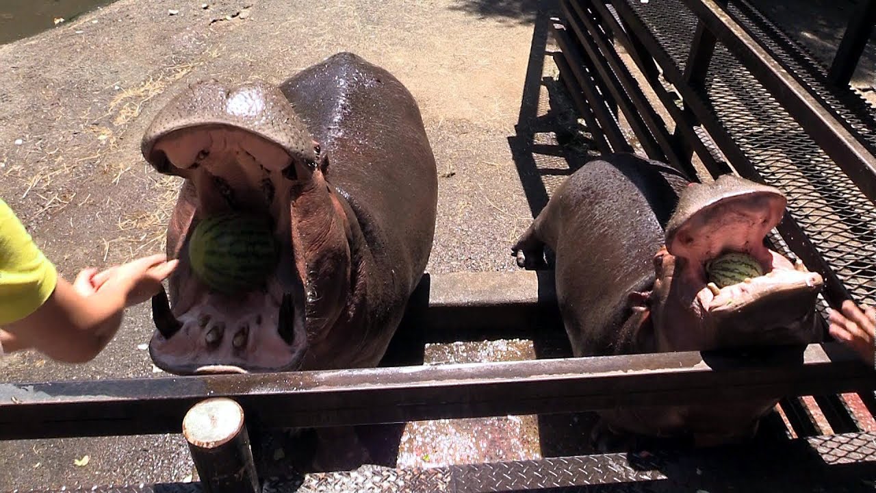 親子でガブリ！　「カバのスイカまるごとタイム」　長崎バイオパーク