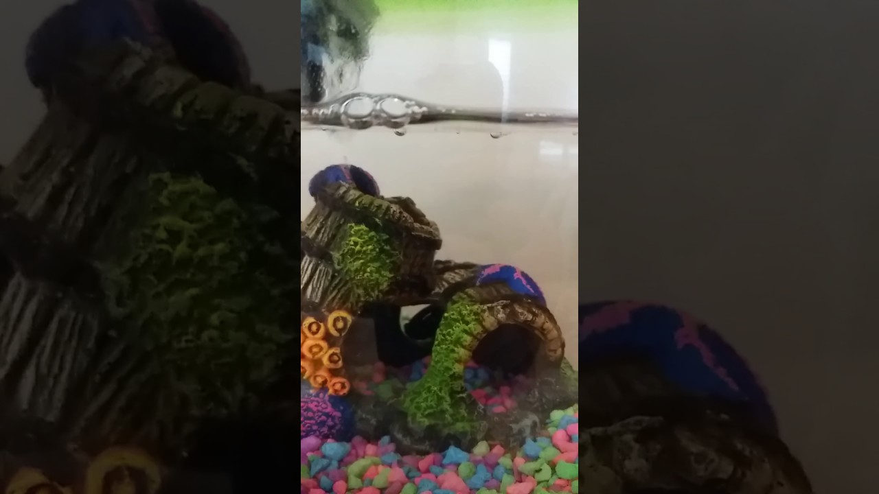 camera iphone 8 plus apk Meet all my pets! Updated version