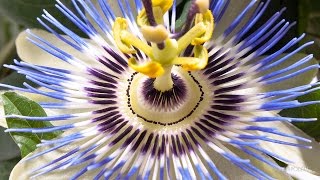 Timelapse Passion Flowers Growing and Blooming