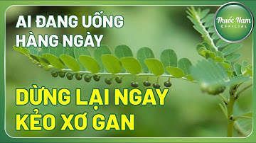 Diệp Hạ Châu: "Thần Dược" Điều Trị Bệnh Gan || Thuốc Nam Official