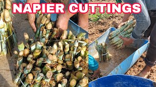 PLANTING NAPIER CUTTINGS