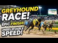 Ultimate speed competition| greyhound race in punjab|