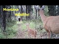 Cabela's trail /game camera footage