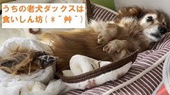 シニア犬達の可愛くて楽しい毎日 Youtube