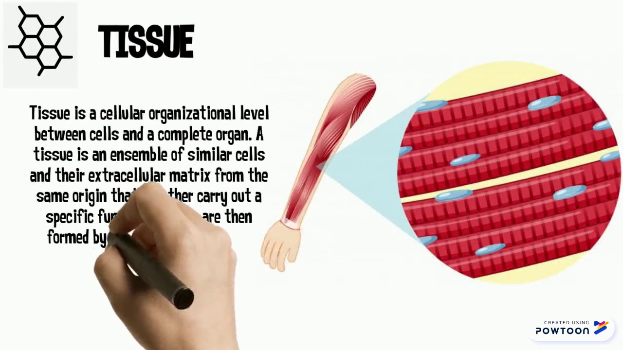 Levels Of Organization YouTube