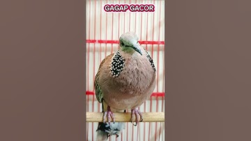 Pancingan tekukur pikat jantan memanggil betina suara GAGAP  #suara #burung #tekukur #birds #shorts