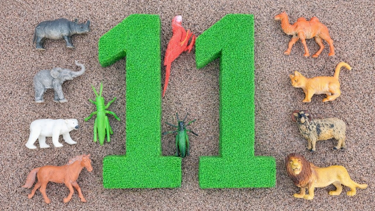 Membersihkan hewan sapi, bebek, angsa, ayam, gajah, simpanse, singa, unta, buaya, kelinci, kanguru. 