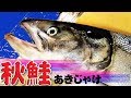秋鮭（白鮭）のさばき方（Chum salmon）三枚おろし【サーモンクリームパスタ】