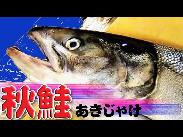 【ちゃんちゃ】チャーム　サーモン　シロサケ　鮭　剥製 秋鮭（白鮭）のさばき方（Chum salmon）三枚おろし【サーモン