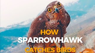 How Sparrowhawk catches Birds Life is the Hindukush Mountains Pakistan sparrowha