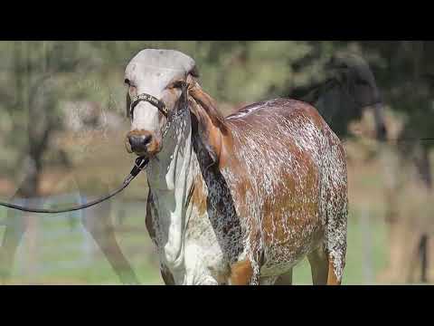 LOTE 23 – LAVANDA FIV CABO VERDE JCVL4339