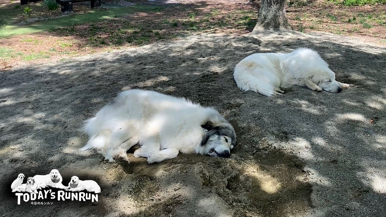 Bell and Lily are together all day long, from morning till night