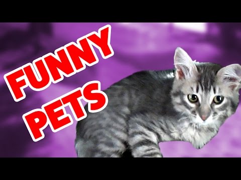 the-funniest-cat-&-dog-home-video-bloopers-&-reactions-of-2016-weekly-compilation-|-funny-pet-videos