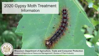 2020 Gypsy Moth Treatment Plan