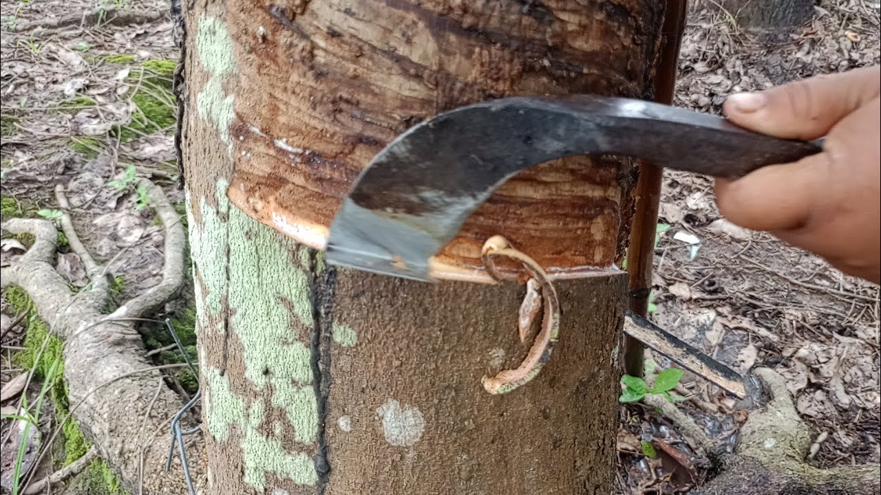 กรีดยางตอนบ่ายครับผมว่าจะออกไหม