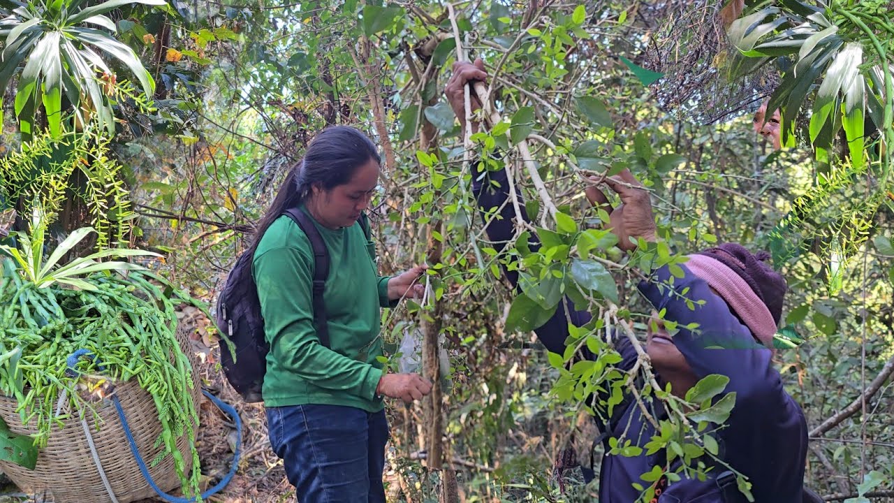 สุดยอดจริงๆวันนี้!! ยอดผักหวานป่าอ่อนๆ ดอกผักคอนแคนภูเขา ที่เดียวหมาน 2 เด้งวันนี้!!16ก.พ2569