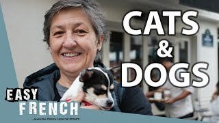 Do the French Like Pets? | Easy French 165