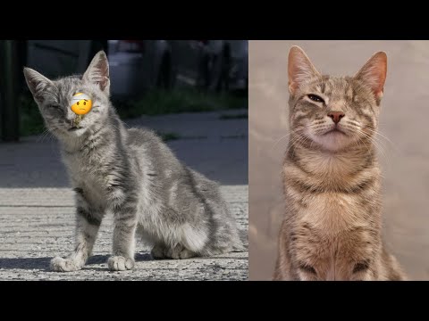 Rescuing a sick street kitten - Flatbush Cats
