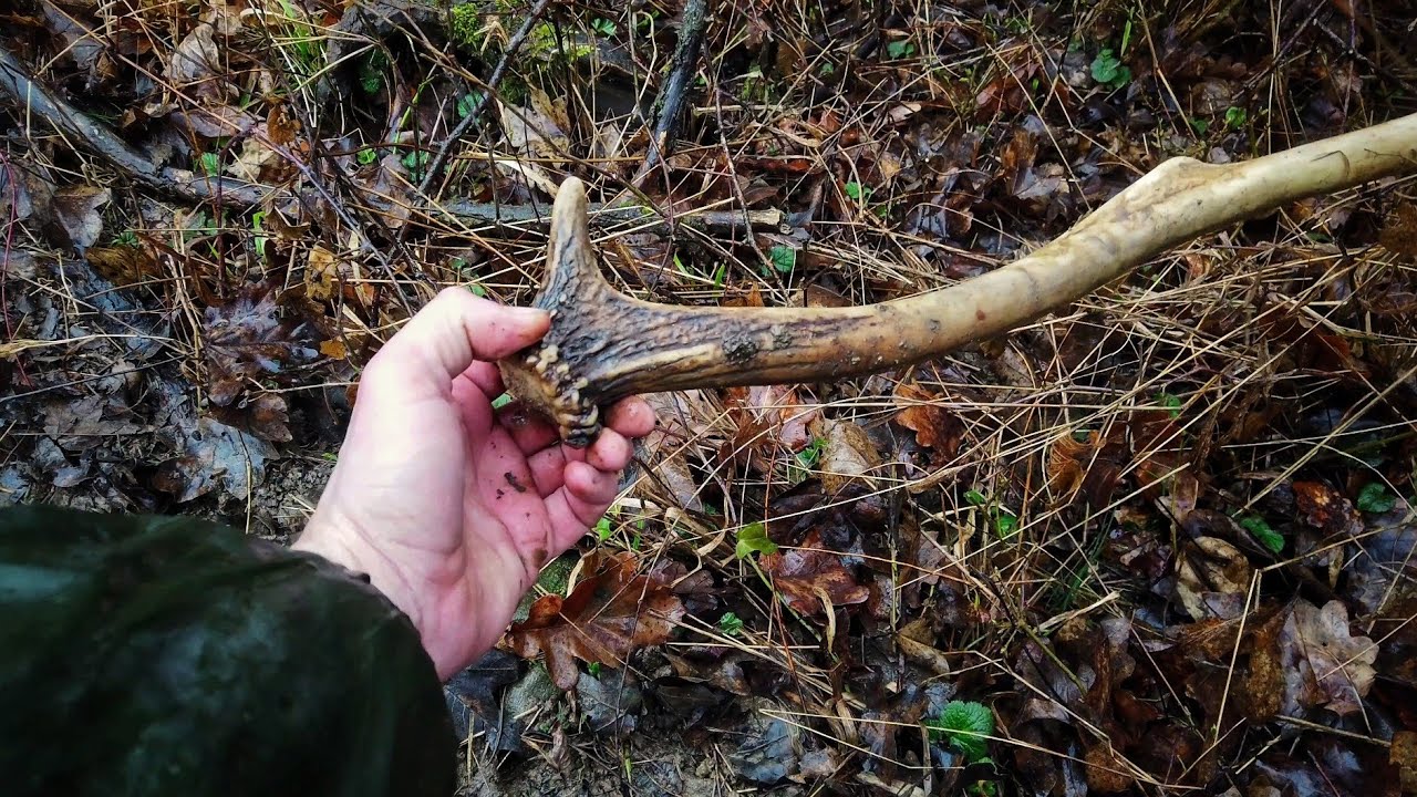 ZHODY 2024 - každý zhod poteší / Prechádzka v lese za dažďa / ZRZUTY 2024