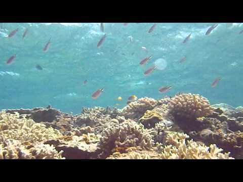 �f����ł����̋��̌Q��