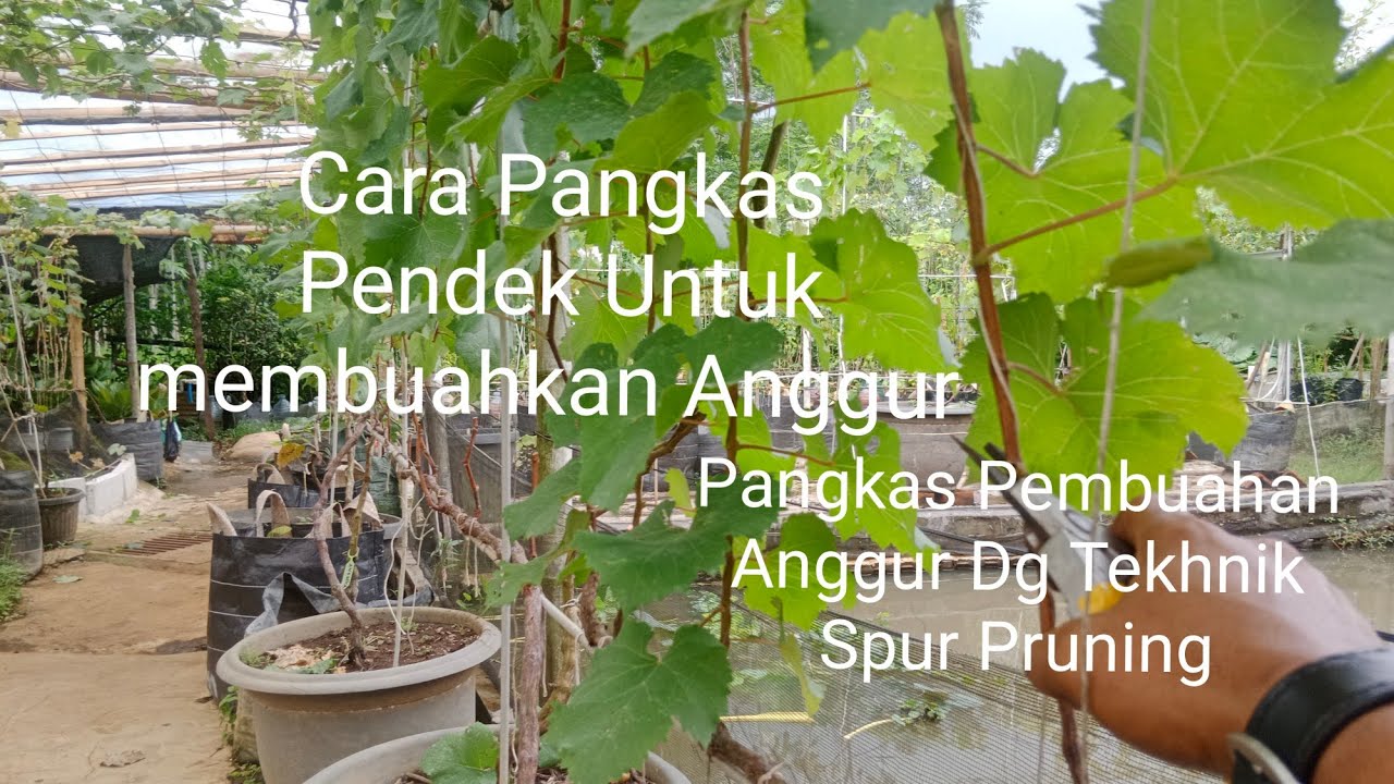 SPUR PRUNING‼️Cara Untuk Membuahkan Anggur Dengan Pangkas Pendek⁉️