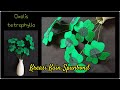 Ide Kreatif kain Spunbond | Membuat Tanaman Oxalis Tetraphylla dari Kain Spunbond untuk Hiasan Meja