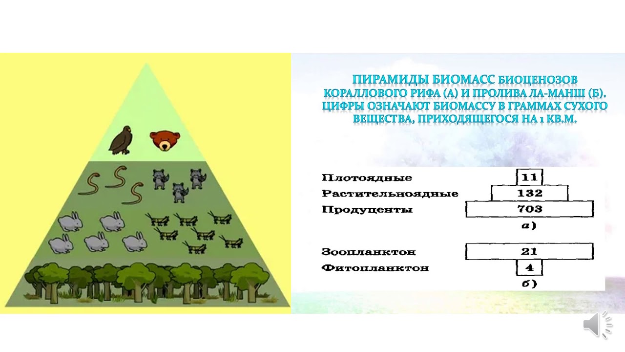 Экологическая пирамида биоценоза. Экологические пирамиды численности и биомассы. Экологические пирамиды чисел биомассы энергии. Экологическая пирамида биомассы Перевернутая. Пирамиды численности биомассы и энергии.