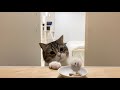こっそり隠したおやつを見つけた猫の反応がかわいすぎたw