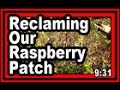 Reclaiming Our Raspberry Patch - Wisconsin Garden Video Blog 733