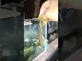 Sisa Muntahan Channa Jumbo