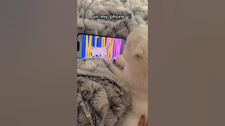 Video 10792121: kitty scottishfold kitten cat, cute kitty scottishfold kitten, cat funny scottishfold kitten