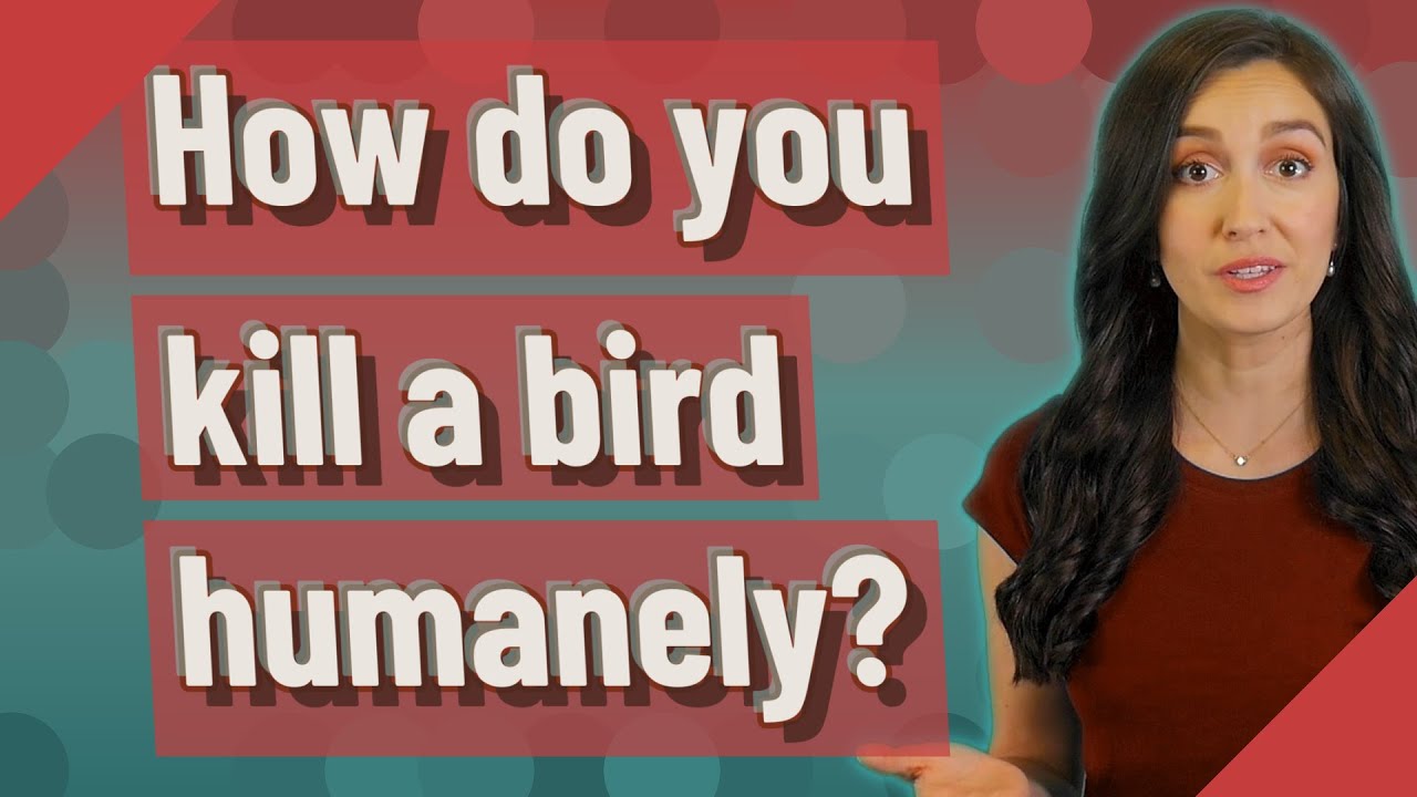 How do you kill a bird humanely? YouTube