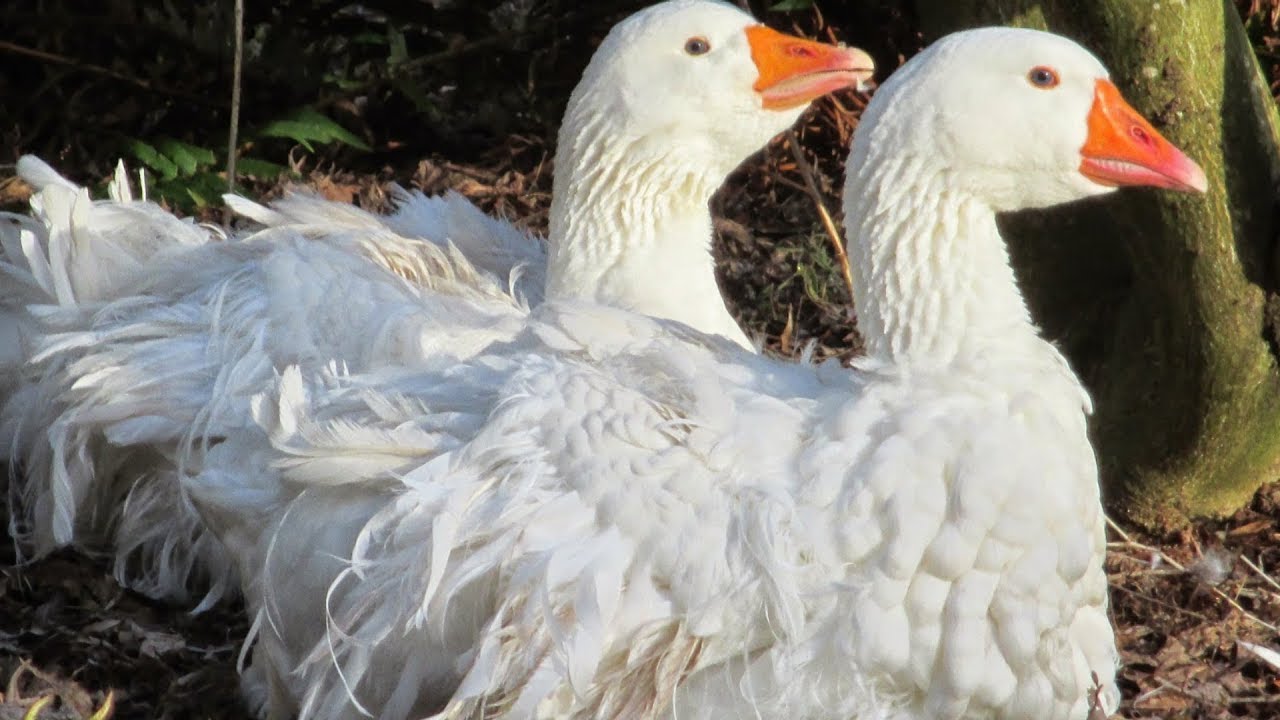 Sebastopol Geese Unique Curly Feathers YouTube