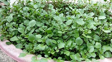 Cách trồng rau cải xoong trên sân thượng từ A đến Z cực dễ ai cũng làm được