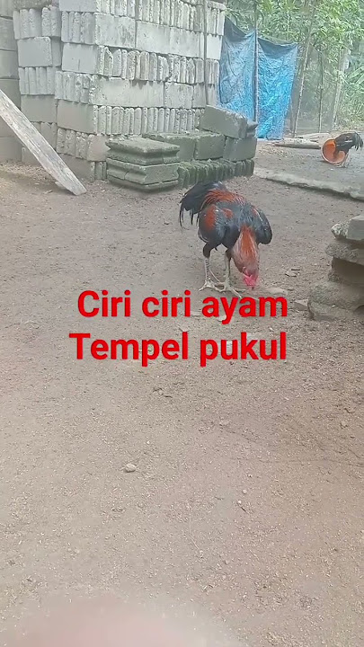 tempel pukul punya ciri khas khusus. #ayam #ayamhias #satukanlangkahmenggapaiasa #chicken #bangkok