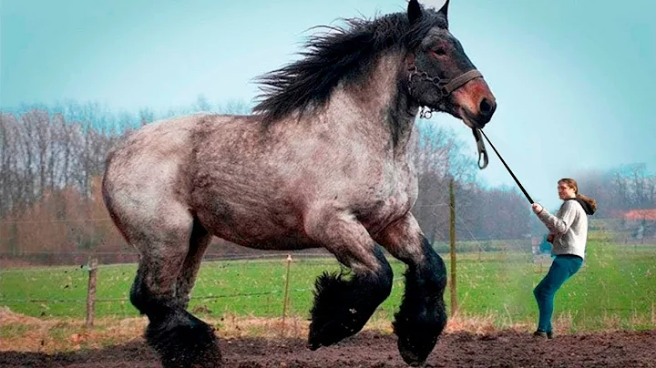 Look What the World's Largest Horse Is Capable of - DayDayNews