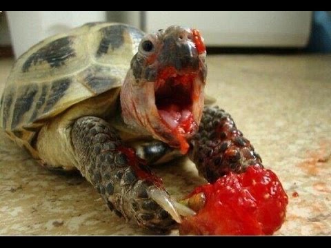 turtle tortoise a funny turtle and cute turtle video new hd hqdefault turtle tortoise a funny turtle and cute turtle video new hd