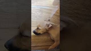 Meu Cão dormindo com o som da gaita