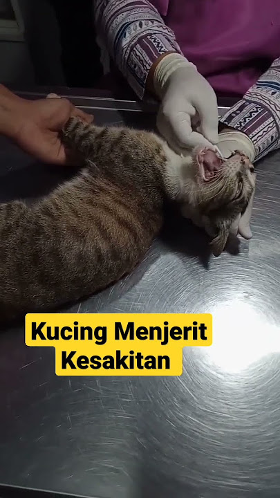 suara kucing menjerit kesakitan