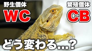 【爬虫類】野生個体と繁殖個体の違いとおすすめ